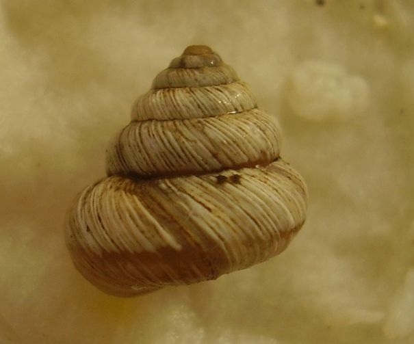 Polloneriella contermina (Pfeiffer, 1848)
